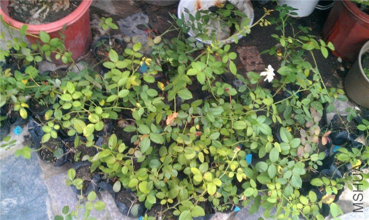 IMAG0681_����.jpg
