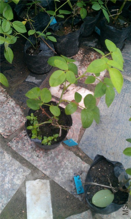IMAG0685_����.jpg