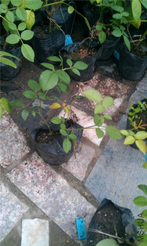 IMAG0686_����.jpg