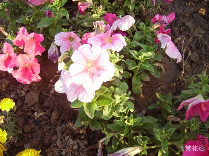 pict2230.jpg