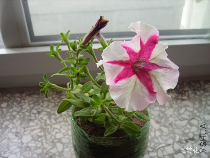 pict2237.jpg