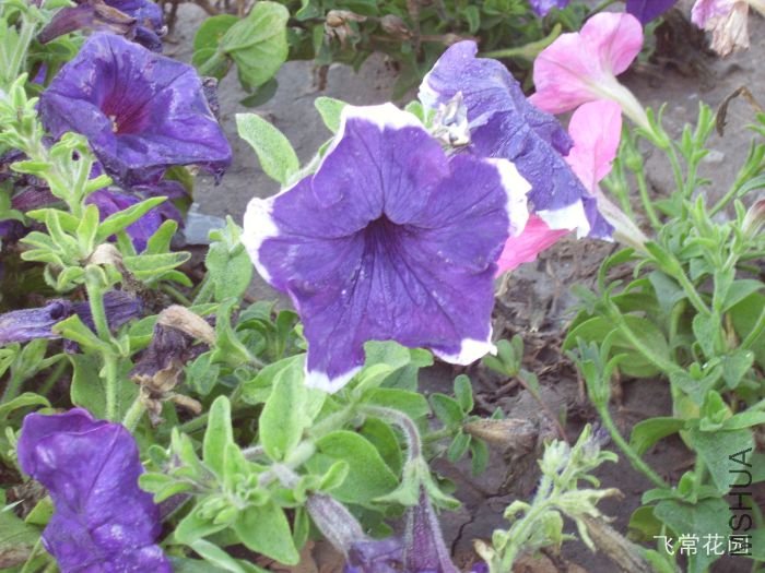 pict2232.jpg