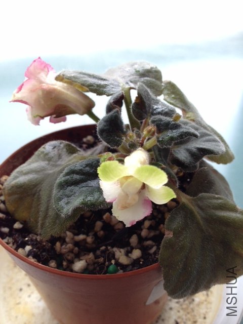 sinn lisa 20120910 001.JPG