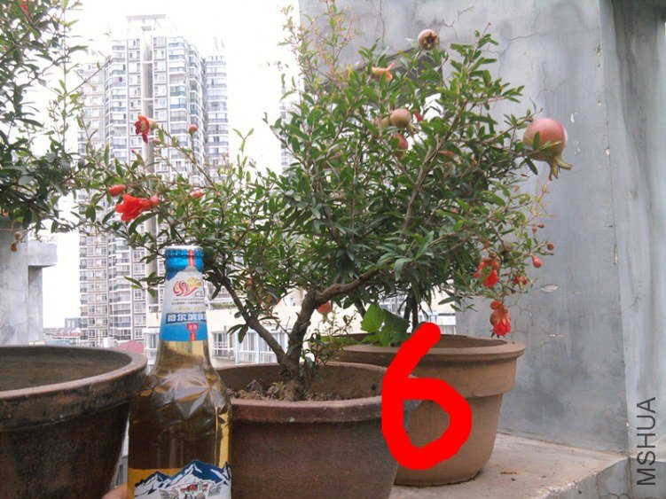 6