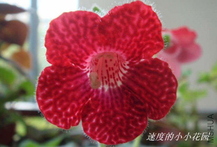 ��è ��ݮ��1.JPG