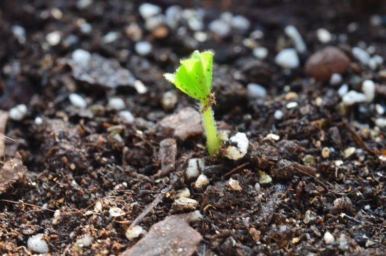 Oxalis purpurea ulifoura 20120910 001.JPG