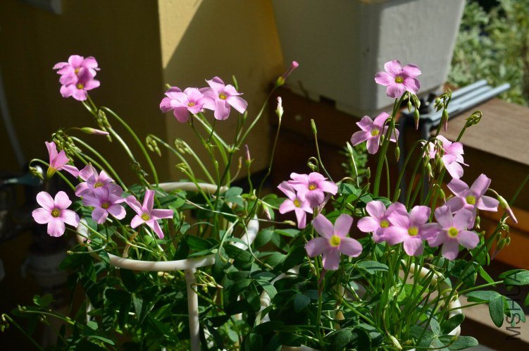 ������20120911 006.JPG