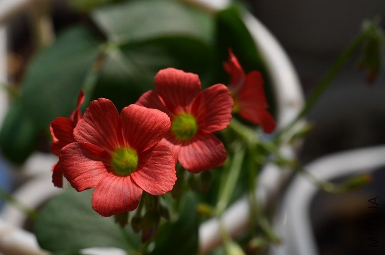 С�ձ�201200911 003.JPG