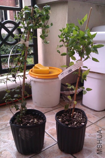 IMAG0203.jpg
