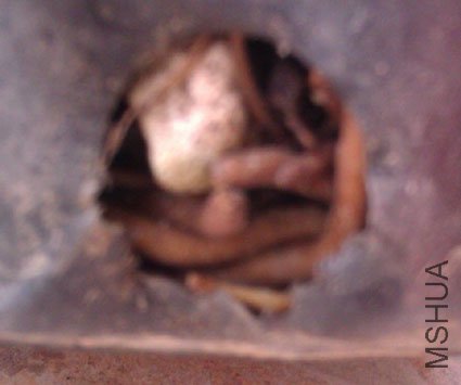 IMAG0207.jpg