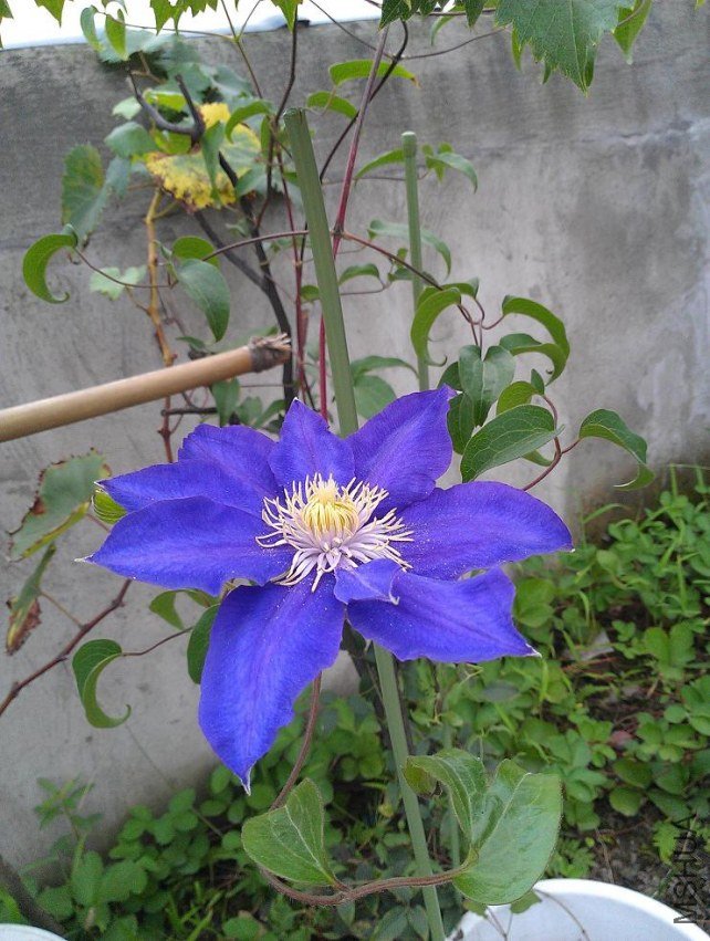 IMAG0602.jpg