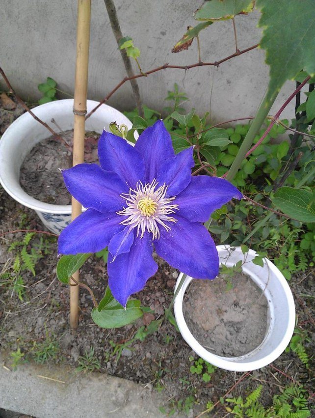 IMAG0603.jpg