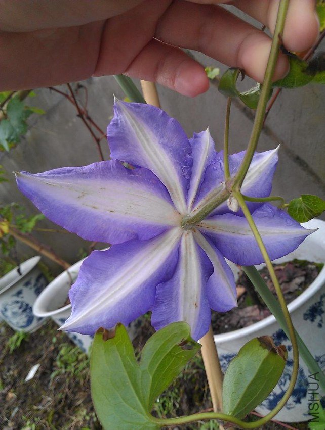 IMAG0604.jpg