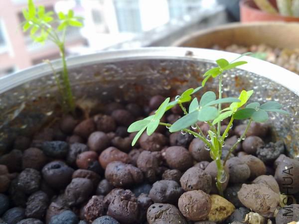 ������С 201209113500.jpg