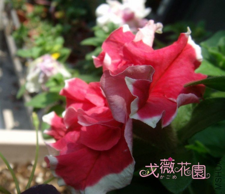 Ʒ��������~