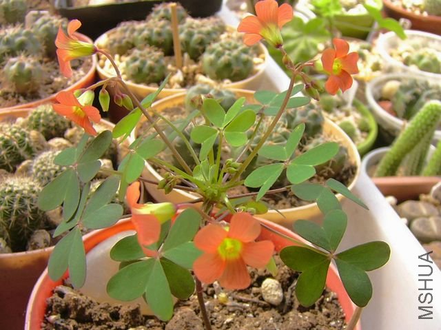 P1150088.JPG