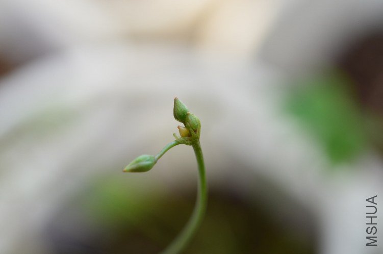 Oxalis caprina 20120902 001.JPG