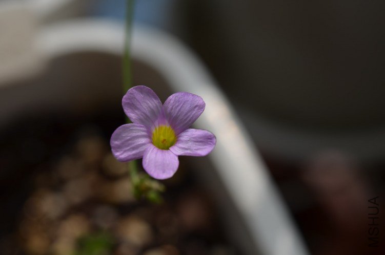 Oxalis caprina 20120907 004.JPG