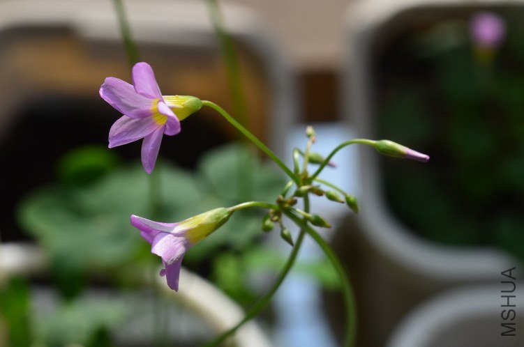 Oxalis caprina 20120910 004.JPG
