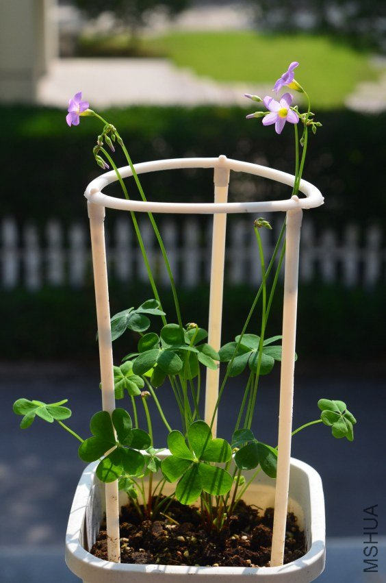 Oxalis caprina 20120911 001.JPG