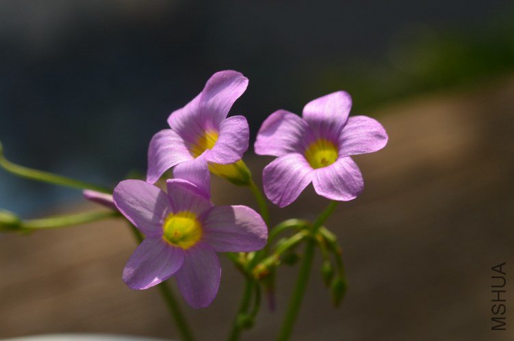 Oxalis caprina 20120911 006.JPG