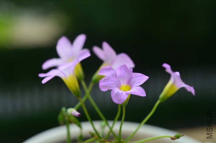 Oxalis caprina 20120912 001.JPG