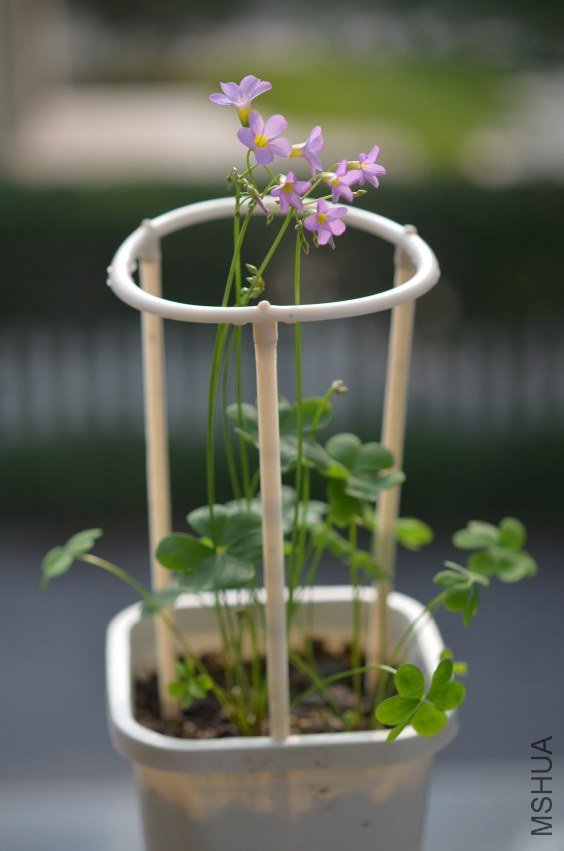 Oxalis caprina 20120912 002.JPG