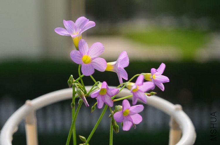 Oxalis caprina 20120912 003.JPG