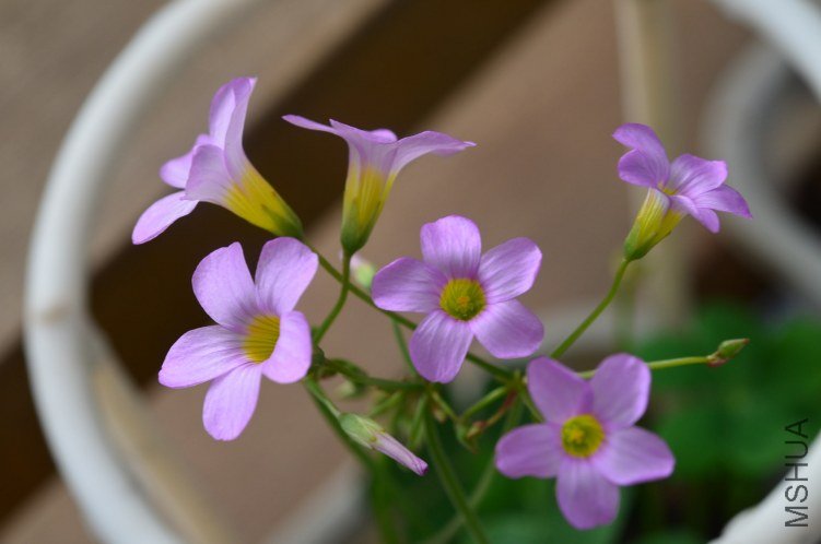 Oxalis caprina 20120912 005.JPG