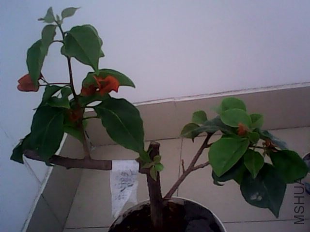 IMG0360A.jpg