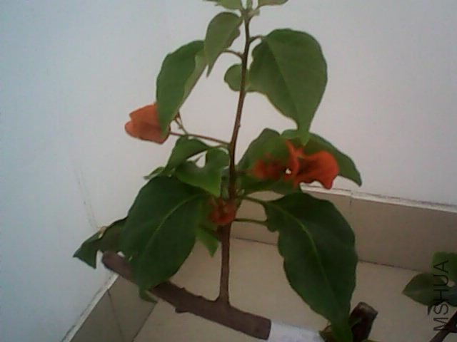 IMG0361A.jpg