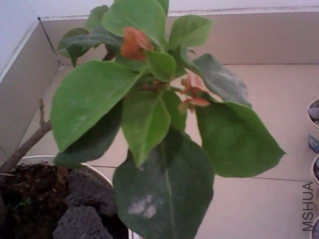 IMG0362A.jpg