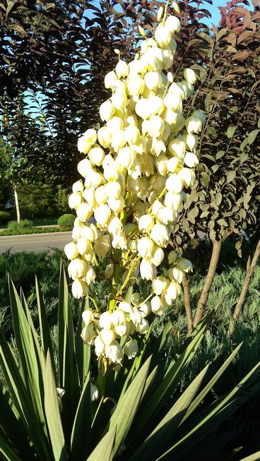 IMAG0272_������С.jpg