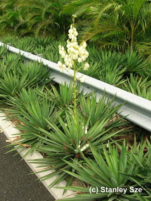 Yucca_gloriosa_01.jpg