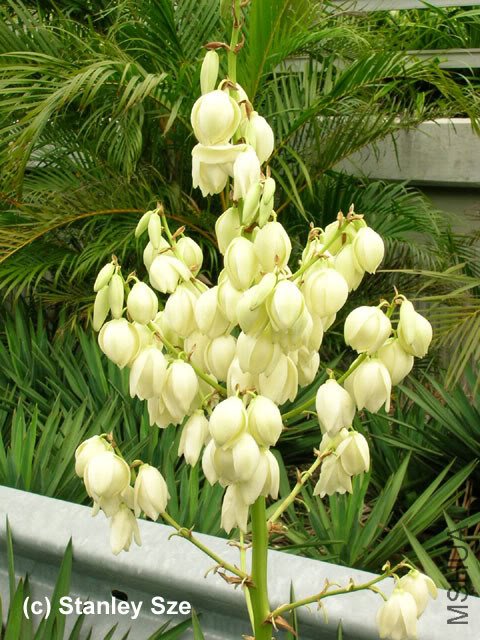 Yucca_gloriosa_02.jpg