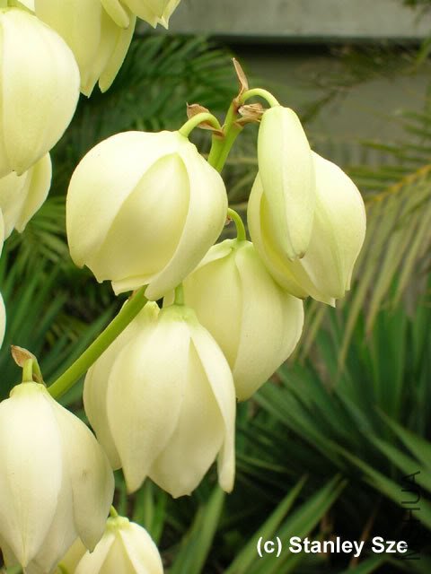Yucca_gloriosa_03.jpg