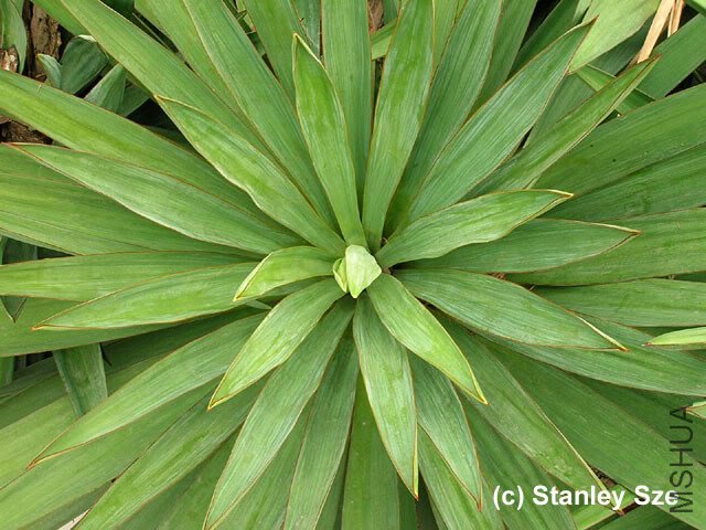 Yucca_gloriosa_04.jpg