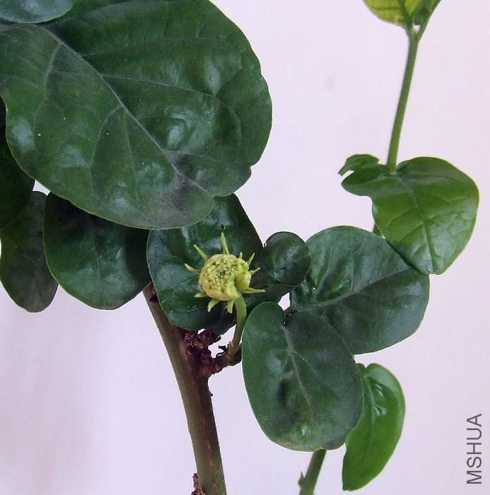 DSCF4719.JPG