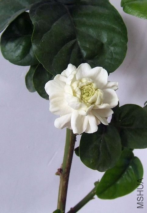 DSCF4863.JPG