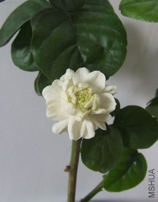DSCF4865.JPG