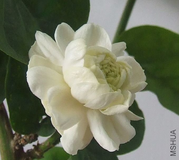 DSCF4867.JPG