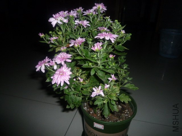 P1060811.JPG