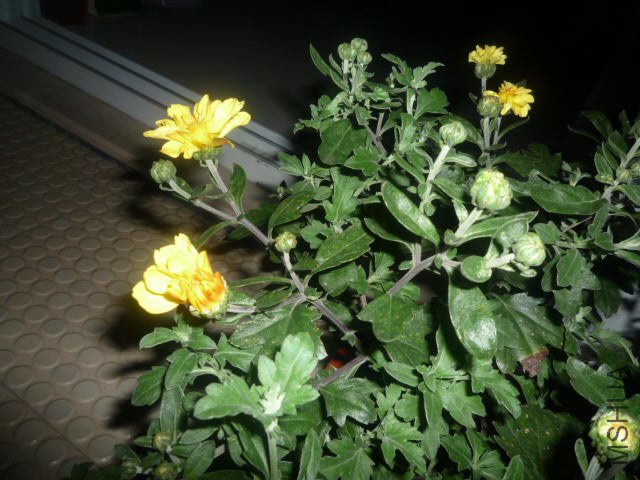 P1060820.JPG