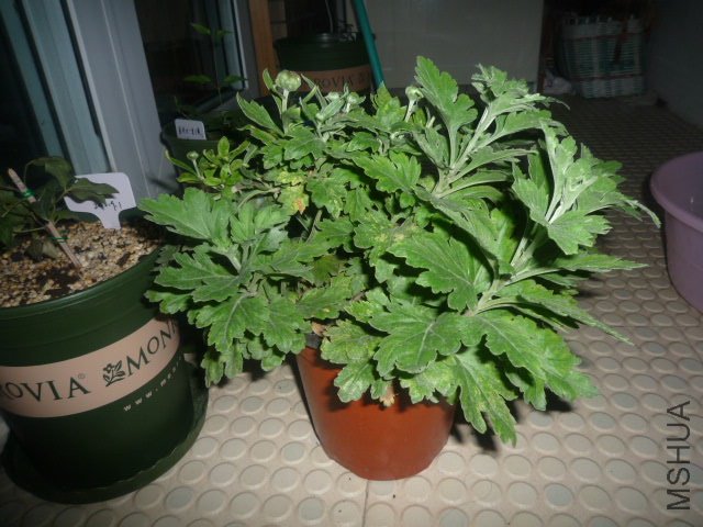 P1060814.JPG