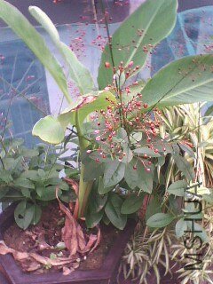 IMG0626A.jpg