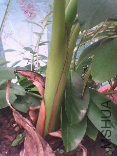 IMG0627A.jpg