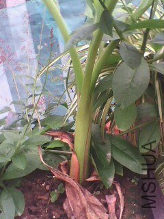 IMG0628A.jpg