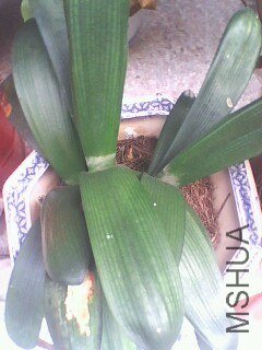 IMG0567A.jpg