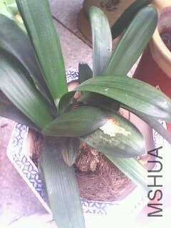 IMG0568A.jpg