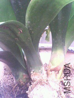 IMG0569A.jpg